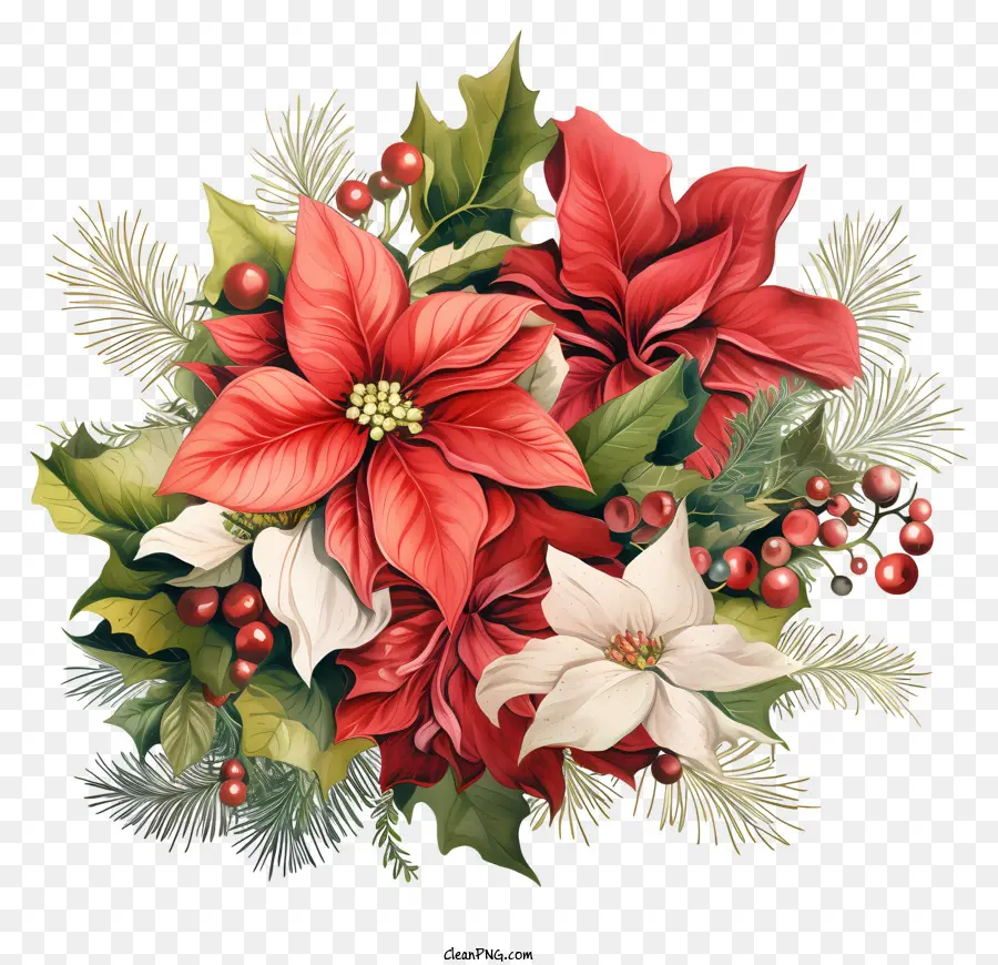 Poinsettias，Ramo PNG