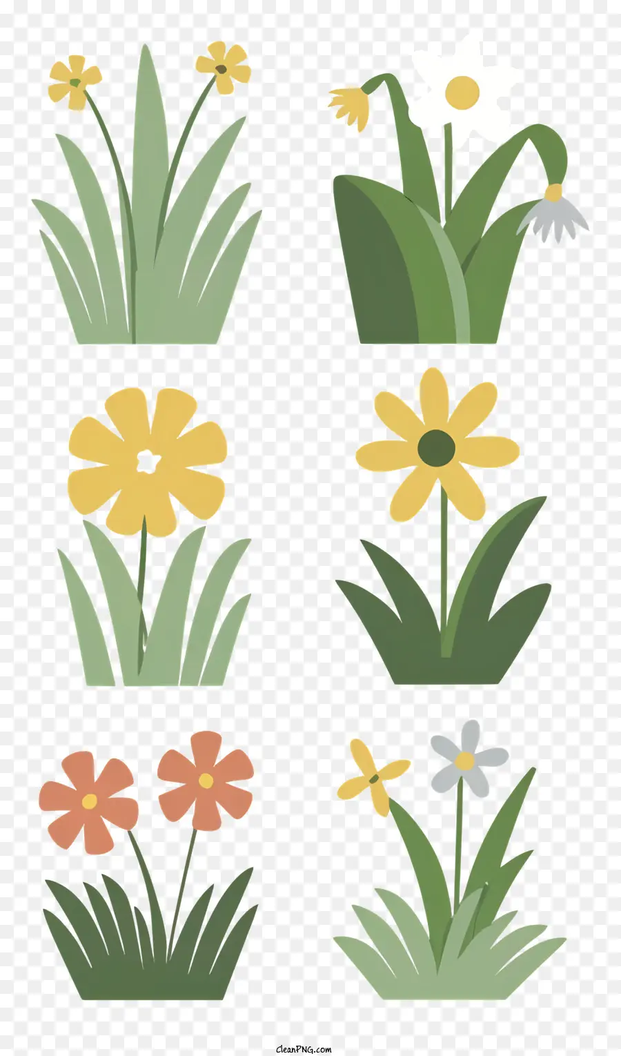 Flor Ilustraciones，Daisy Flores PNG