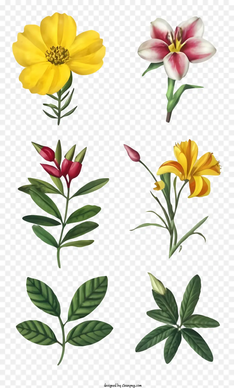 Plantas De Flor，Las Flores De Color Rojo PNG