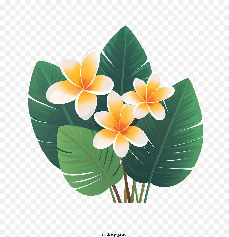 Flor De Plumeria，Flora PNG