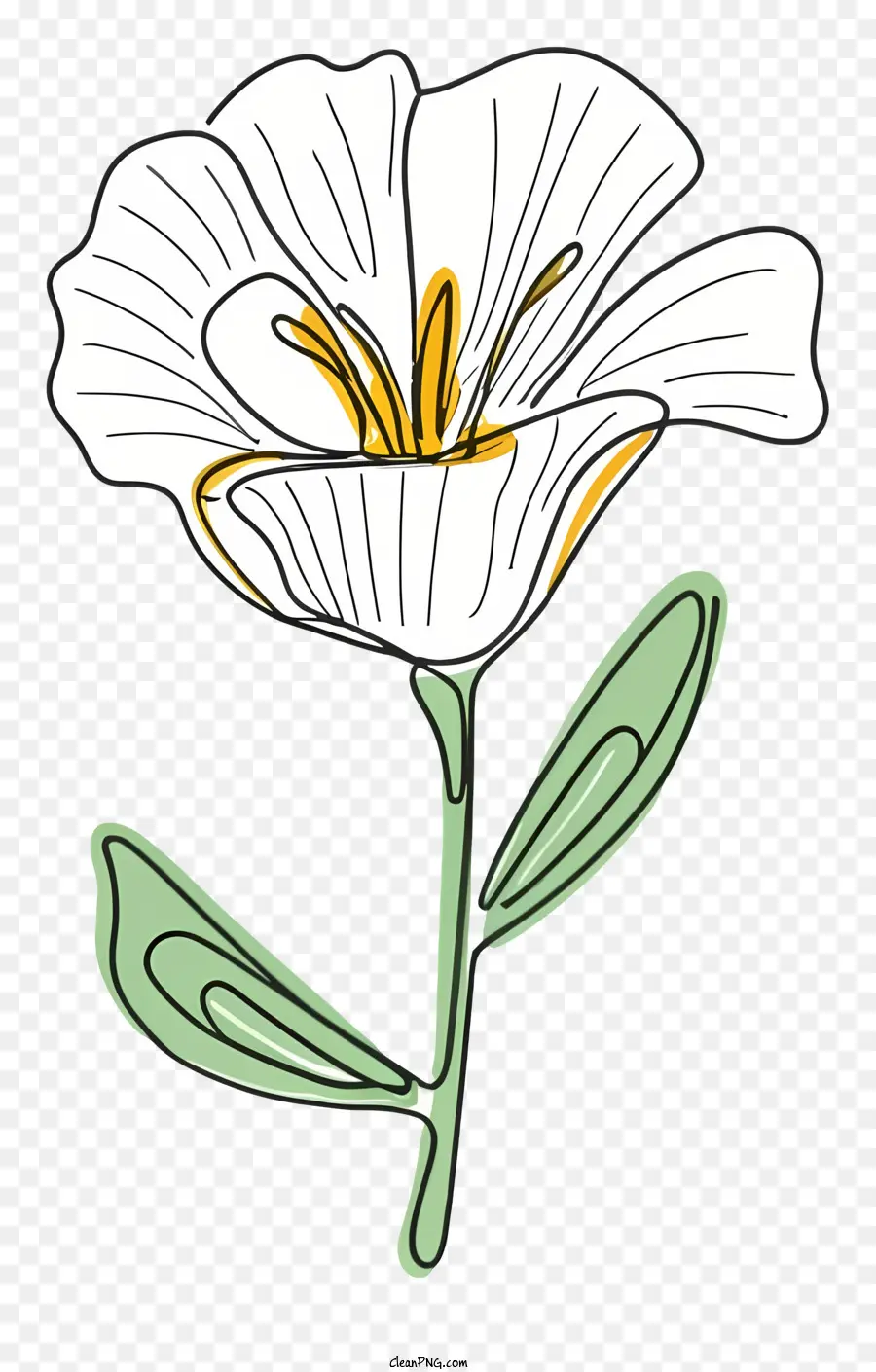 Flor，Flor Blanca PNG