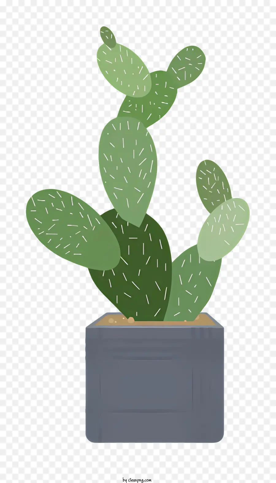 Cactus，Cuidado De Las Plantas PNG