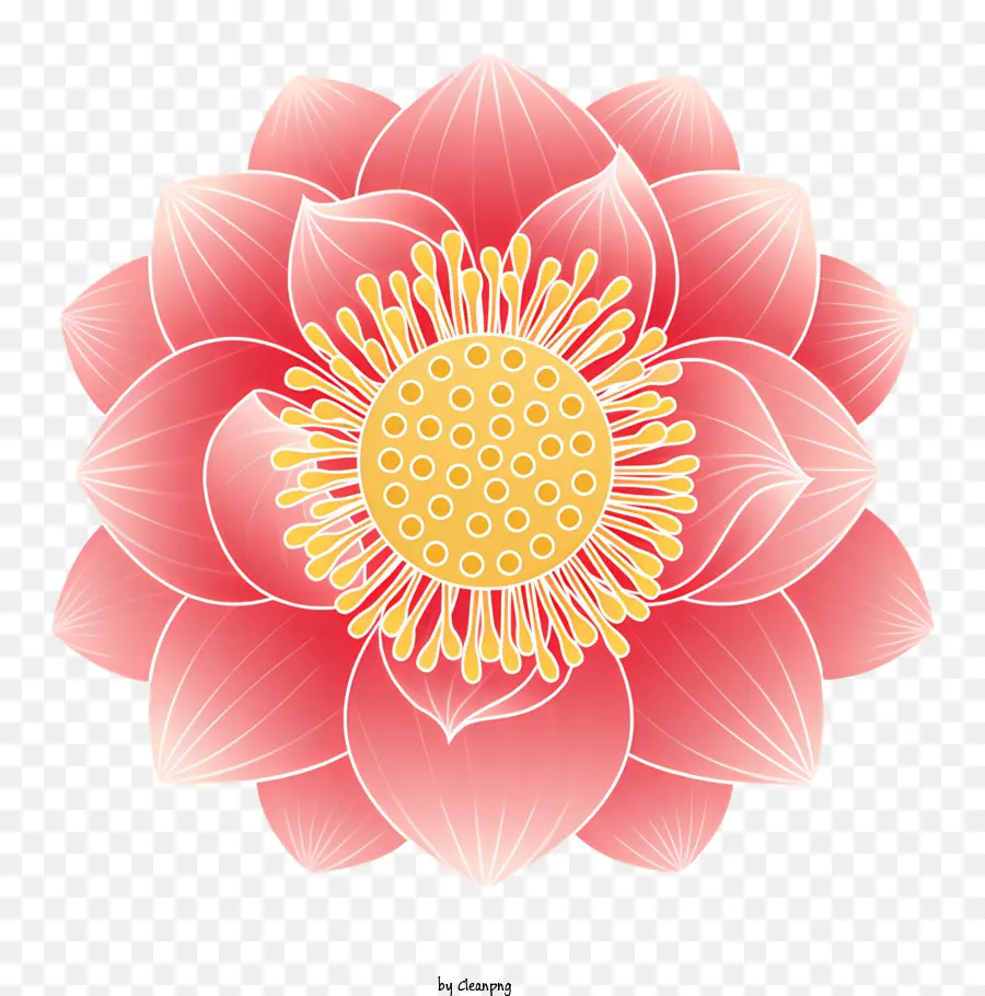 Flor De Loto Rosa，Loto Rosa PNG