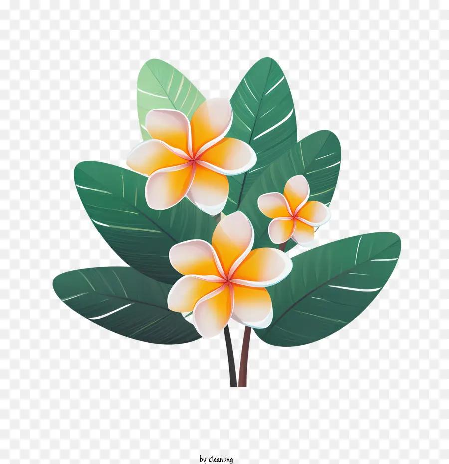 Flor De Plumeria，Fractal PNG