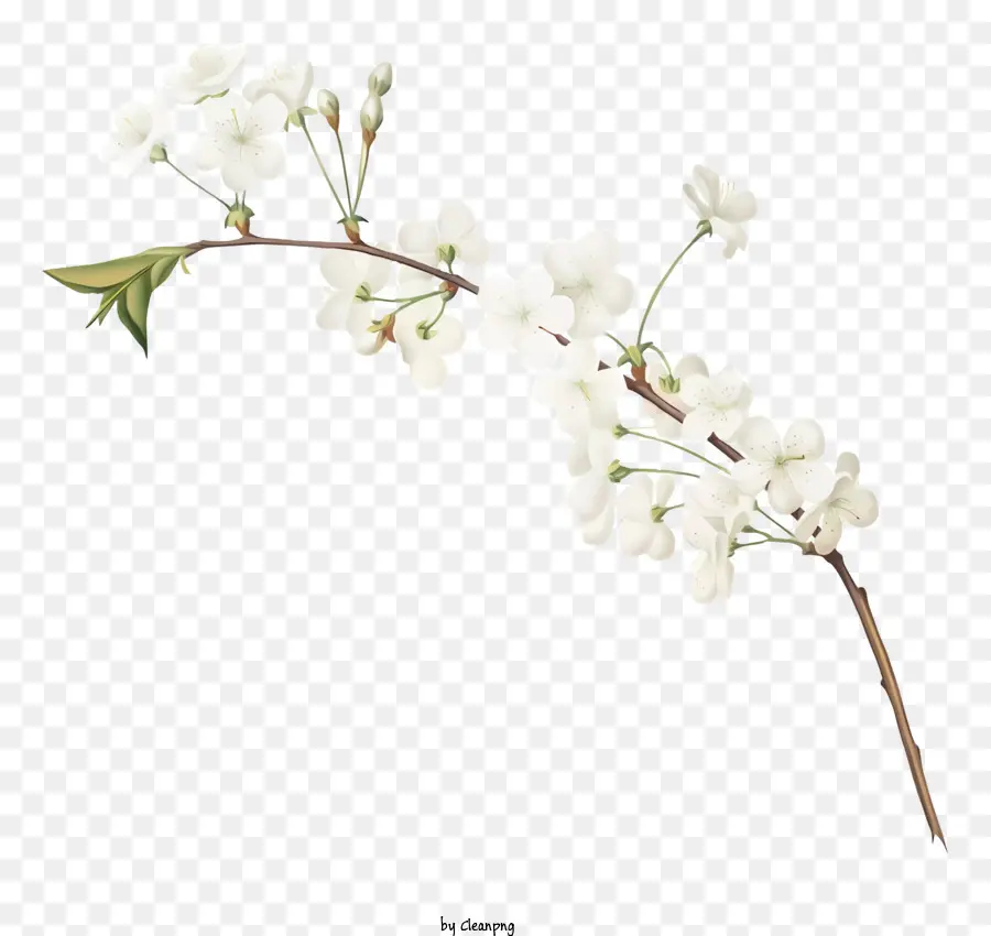 Rama De Flores Blancas，Rama Floreciente PNG