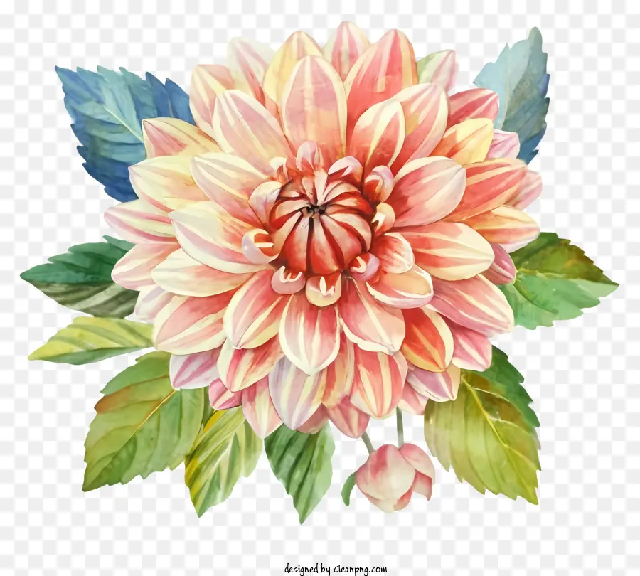 Dalia Flor，Rosa Dalia PNG