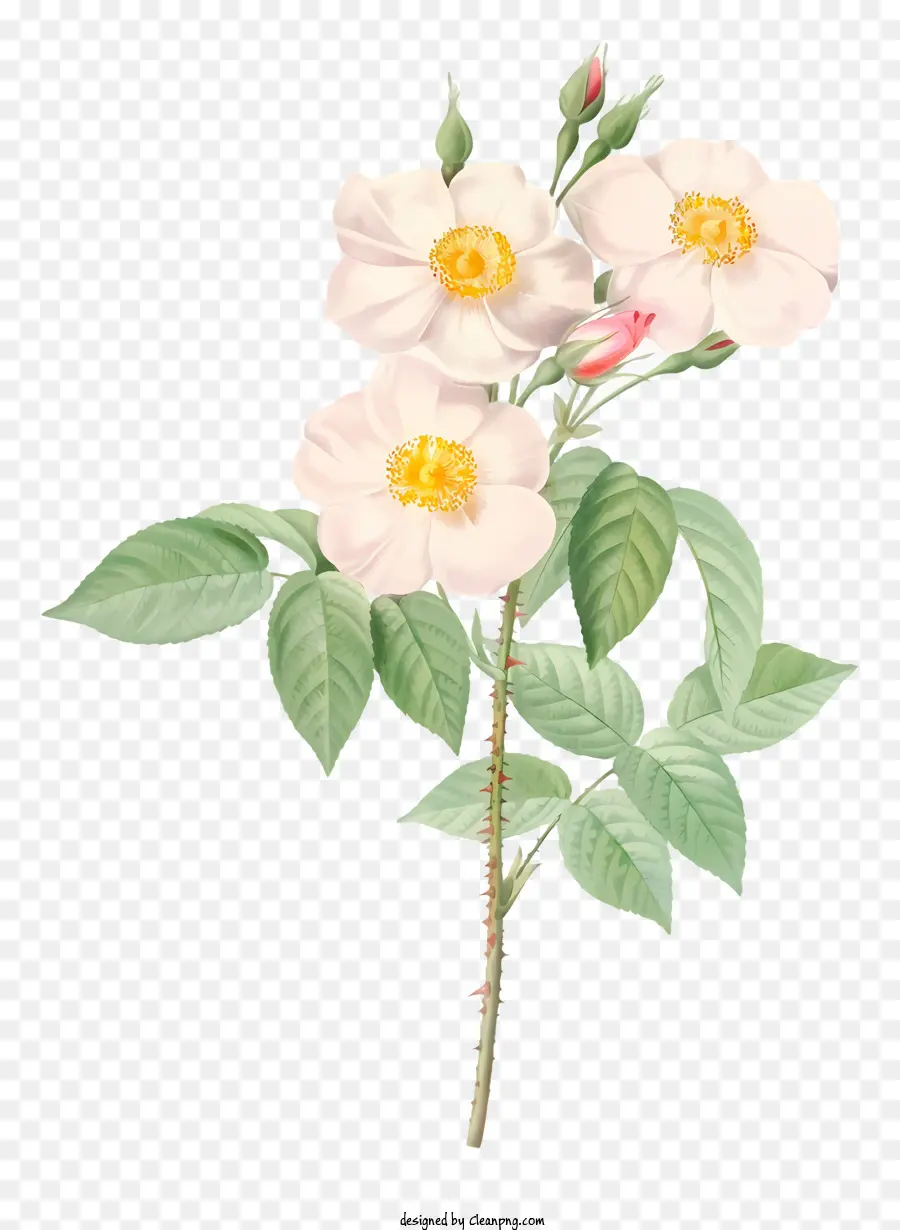 Rosa Blanca，Flores Blancas PNG