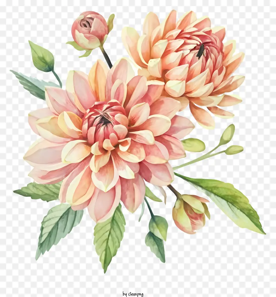 Pintura A La Acuarela，Flores De Dahlia De Color Melocotón PNG