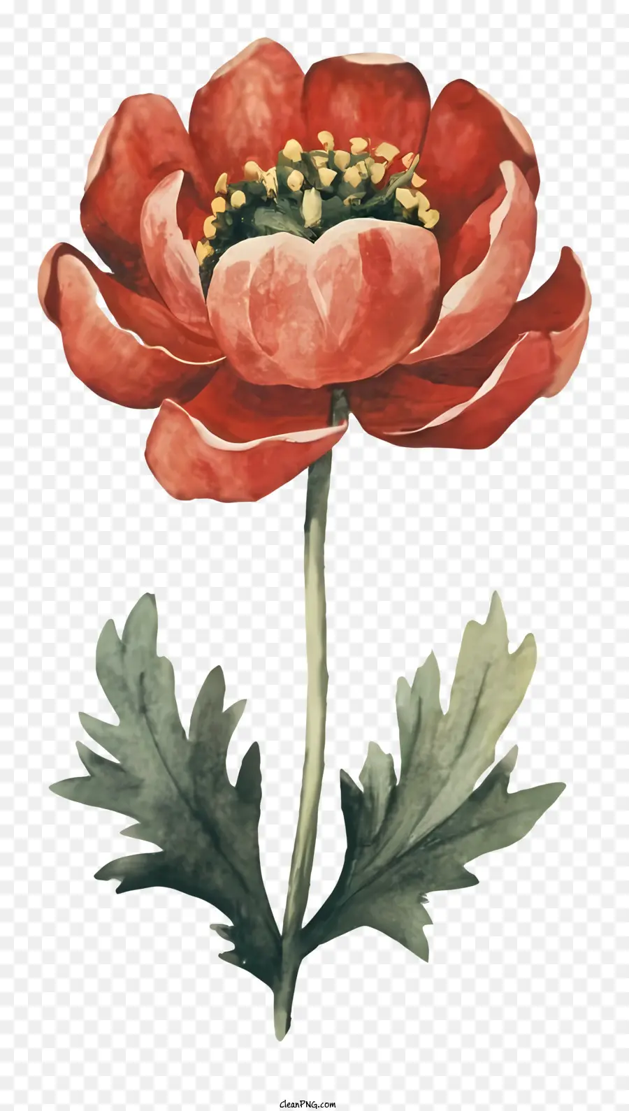 Pintura De Acuarela，Flor Roja PNG