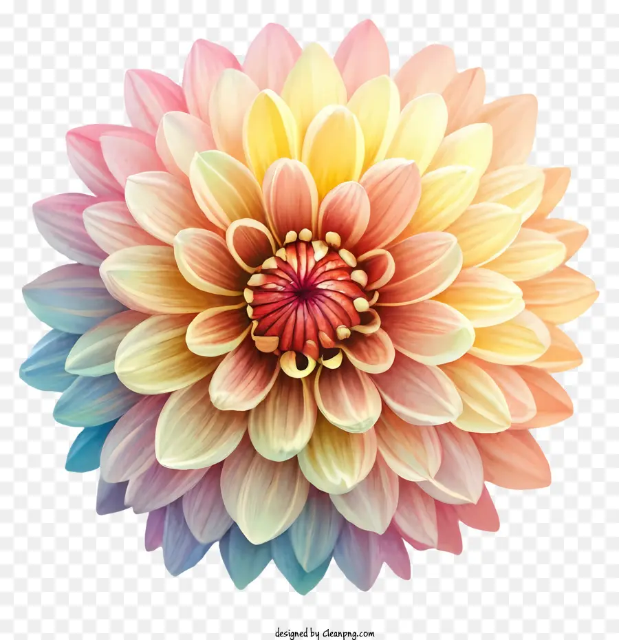 Dalia Flor，Flor Multicolor PNG