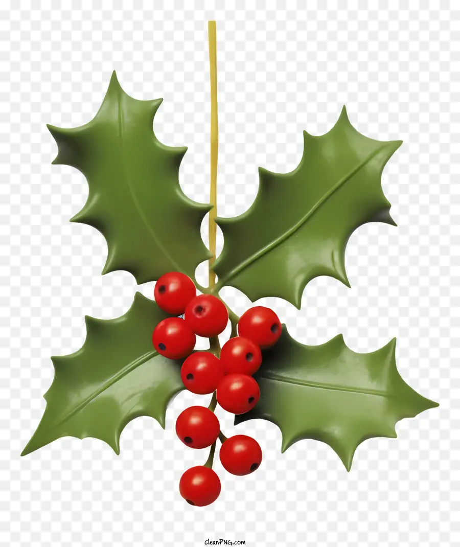 Holly Tree，Bayas Rojas PNG