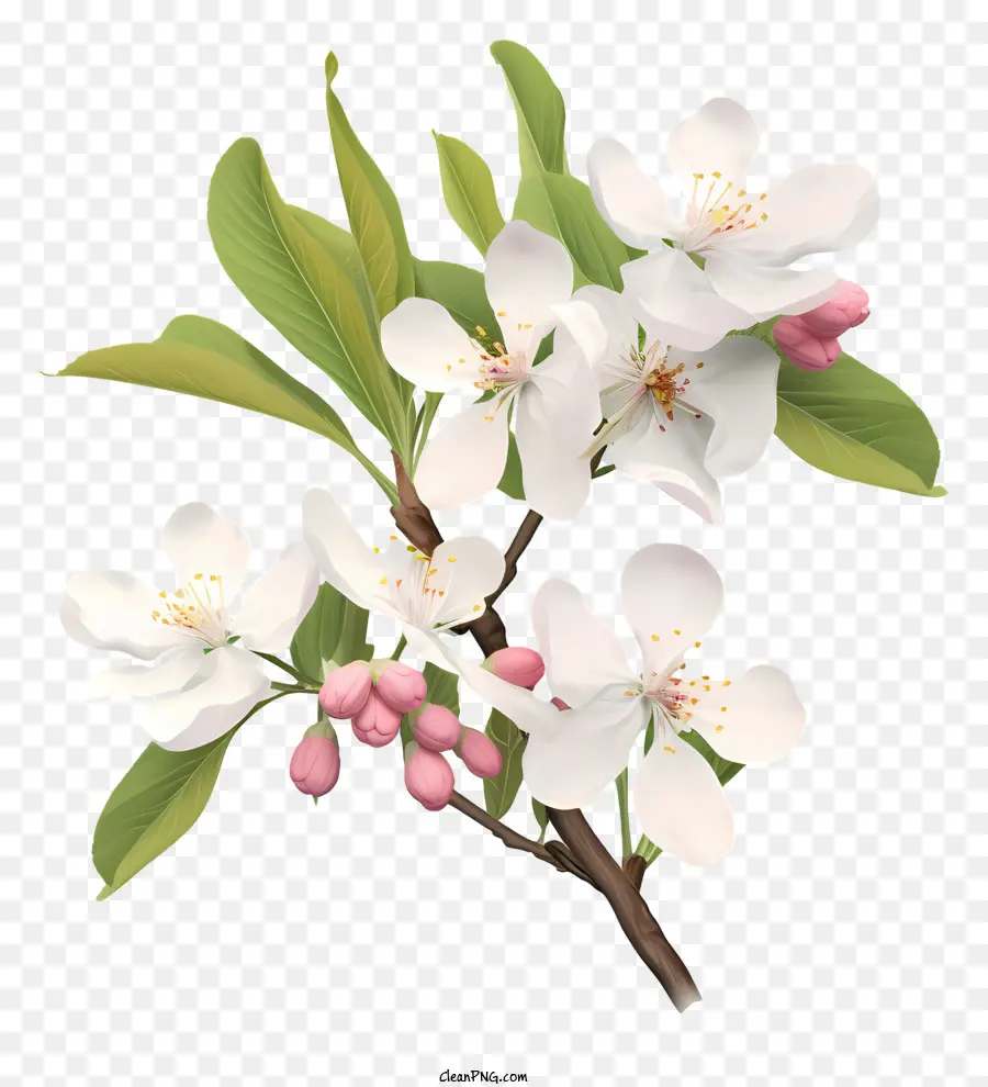 Flor De Manzana Blanca，Plena Floración PNG