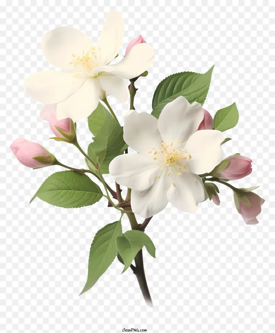 Apple Blossom，Blanco PNG