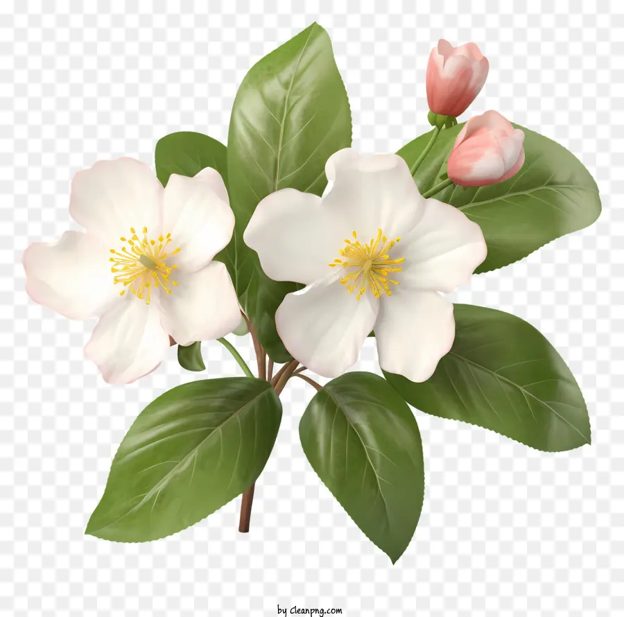 Flores Blancas，Pétalos De Rosa PNG