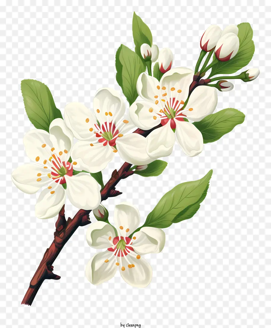 árbol De Cerezo，Blossoms PNG