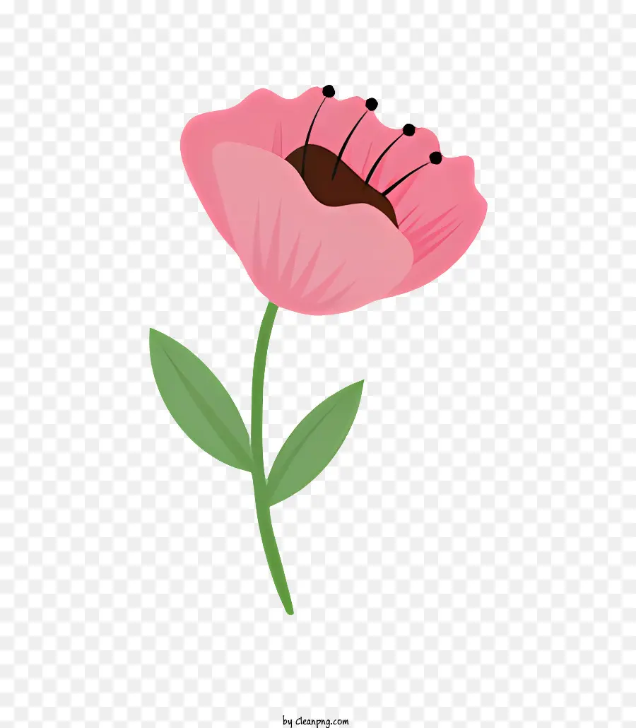 Flor Rosa，Black Background PNG