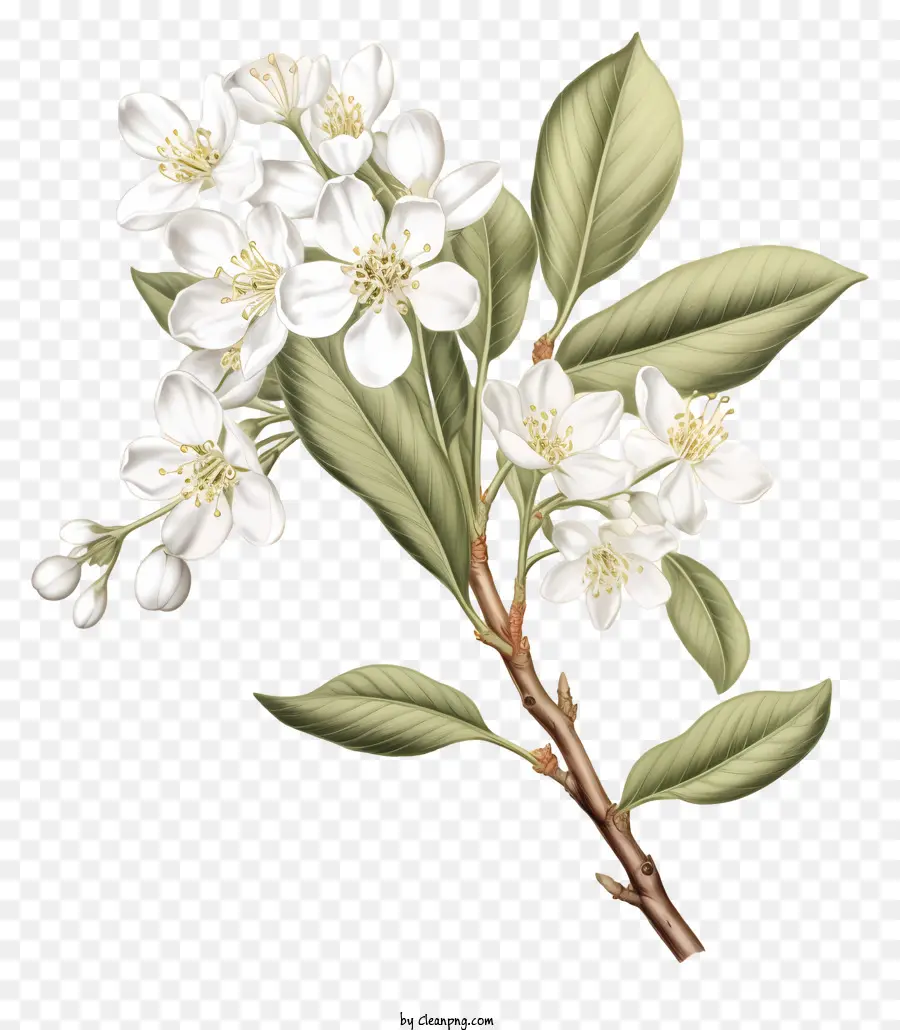 Flor Blanca，Rama Con Flores PNG