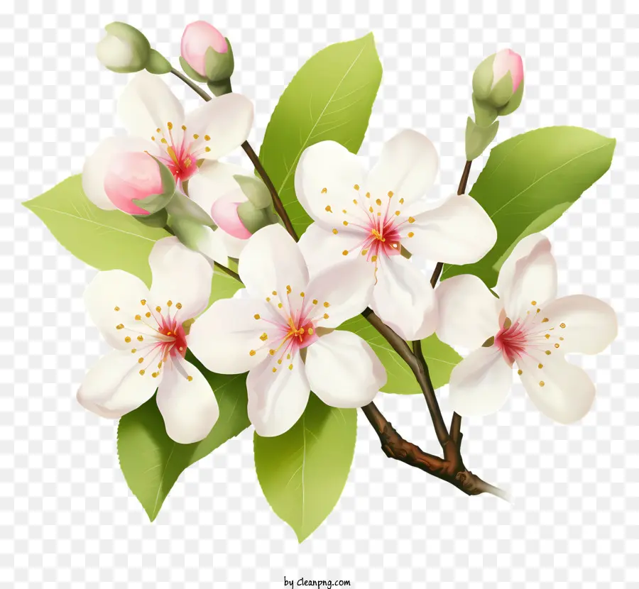 Flor De Cerezo，Flor Blanca PNG