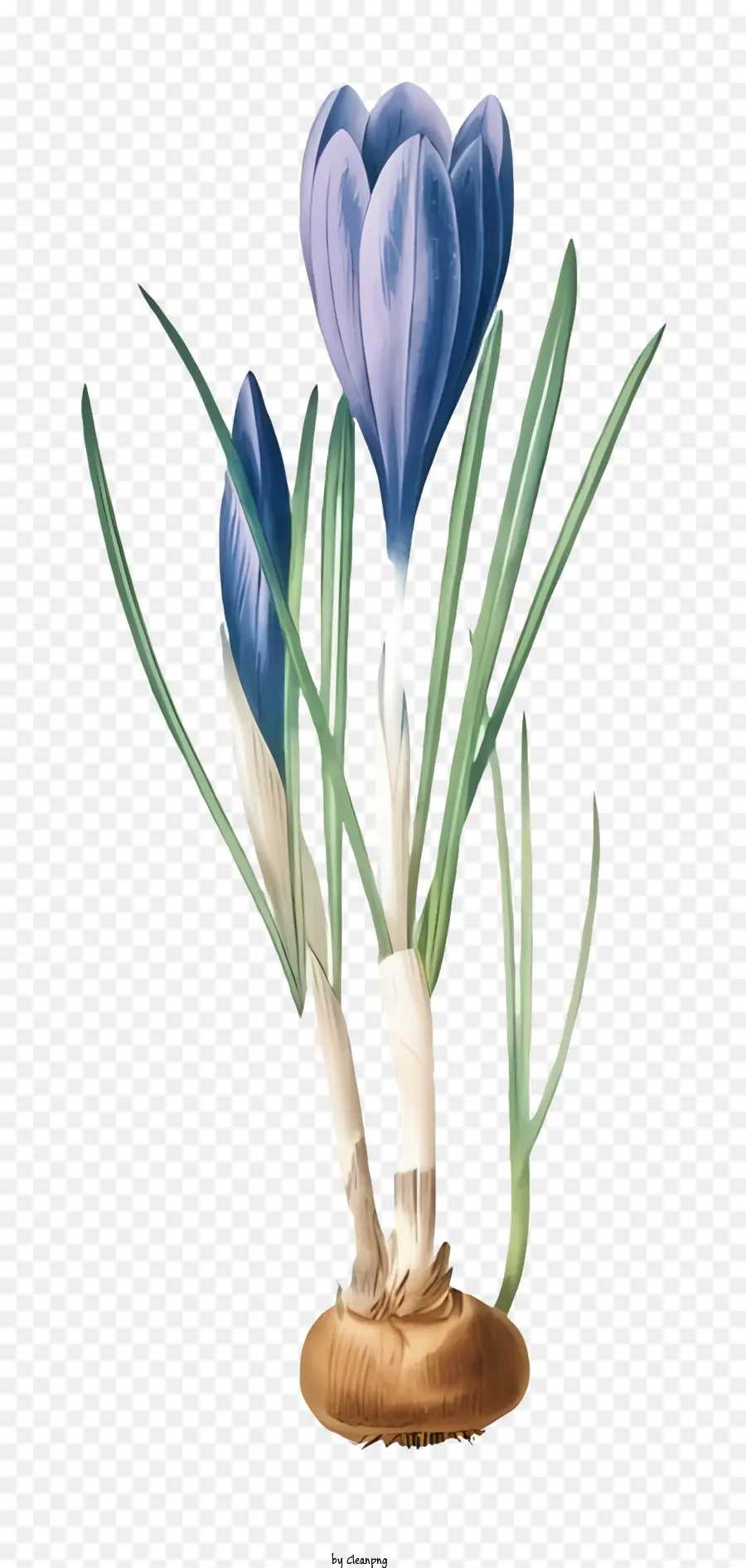 Flor Azul Crobus，Campo PNG