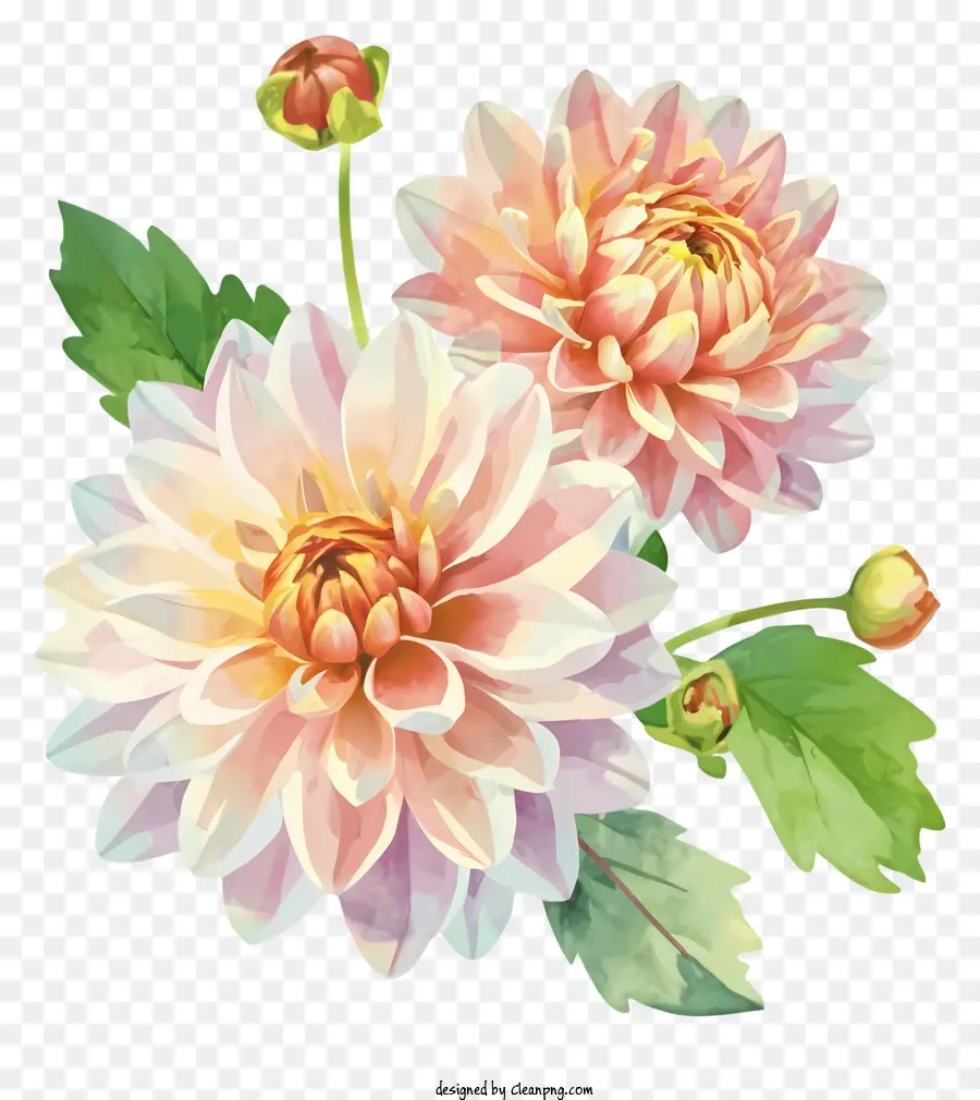 Pintura A La Acuarela，Flores De Dahlia Rosa PNG