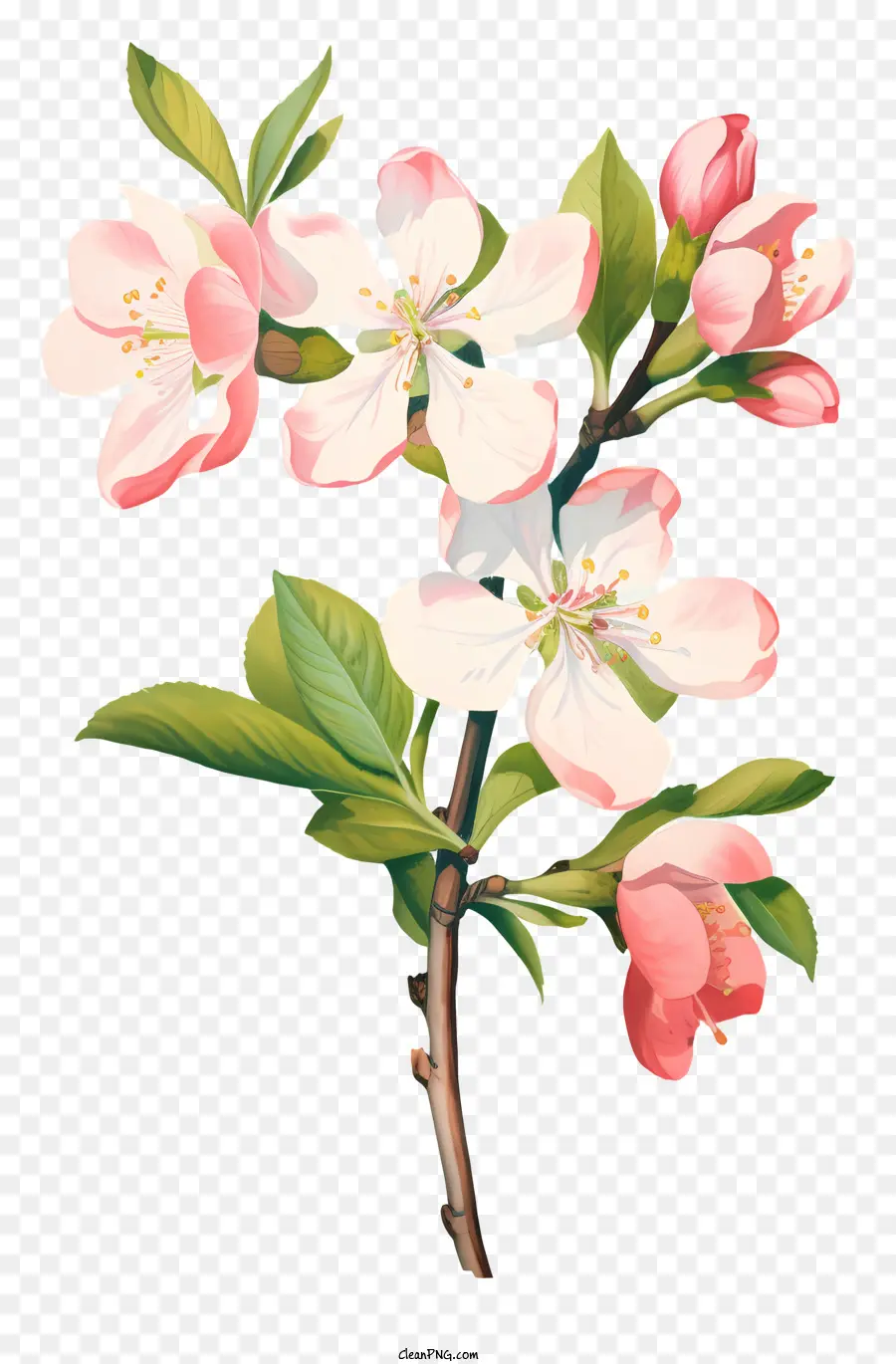 Manzano Floreciente，Flores De Color Rosa PNG
