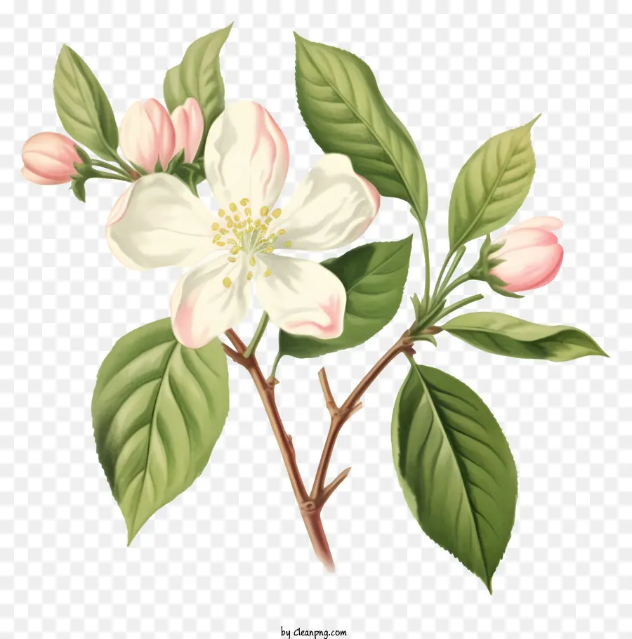 Apple Blossom，Flor PNG