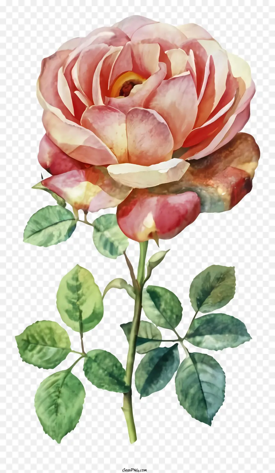 Pintura，Rosa PNG