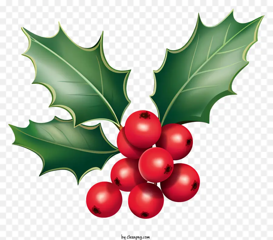 Holly Tree，Bayas De Acebo PNG