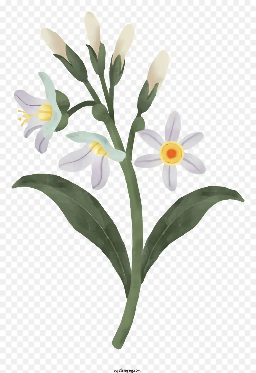 Pintura，Flor Blanca PNG