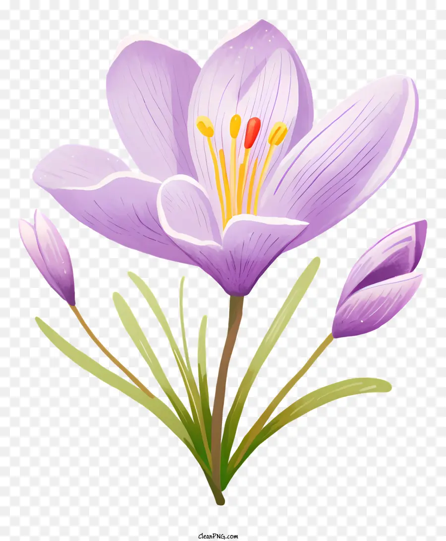 Flor De Crocus Púrpura，De Cerca PNG