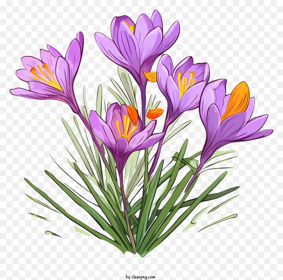 Crocuses，Flores De Color Púrpura PNG