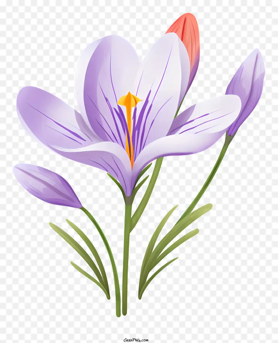 Flor，Púrpura De Azafrán PNG