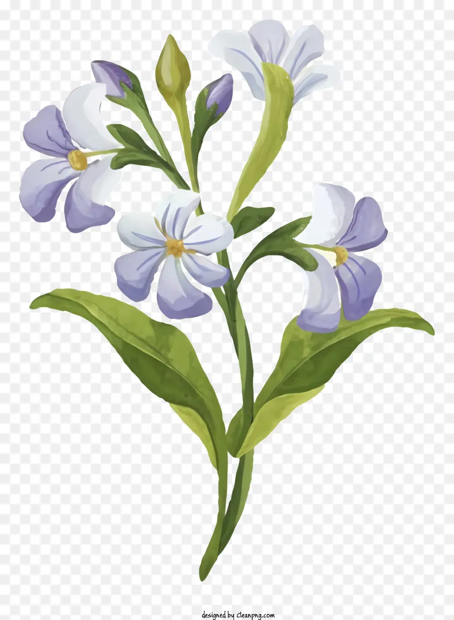 Flor，Blanco PNG