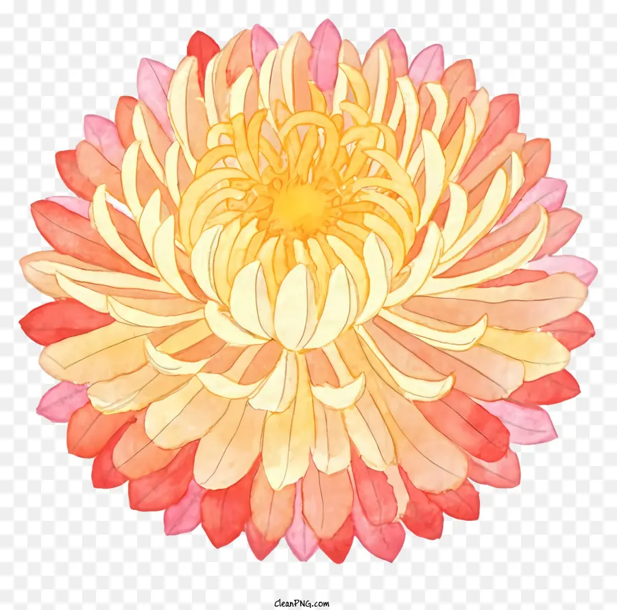 Pintura A La Acuarela，Crisantemo PNG