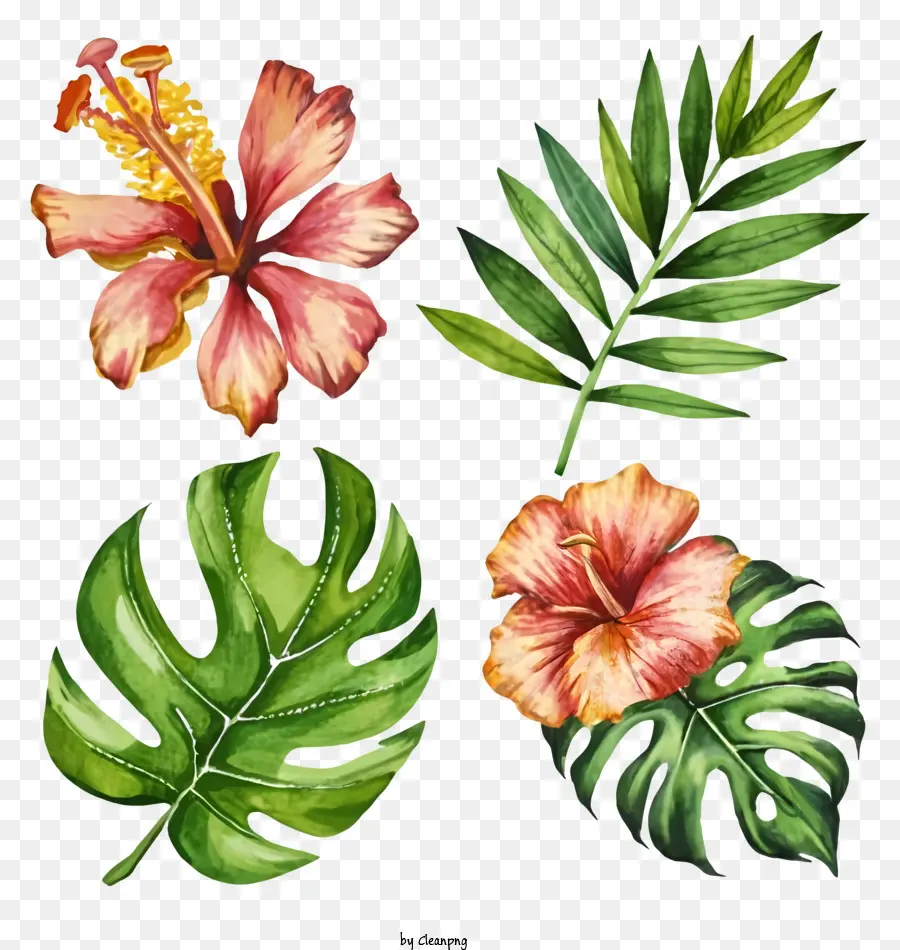 Pintura A La Acuarela，Flores Tropicales PNG