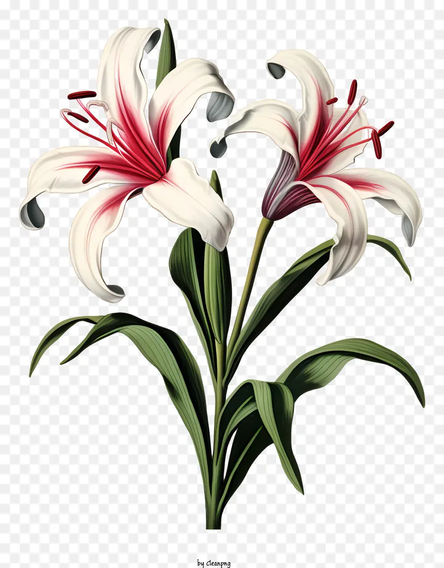 Lirios Blancos，Fotografía De Flores PNG