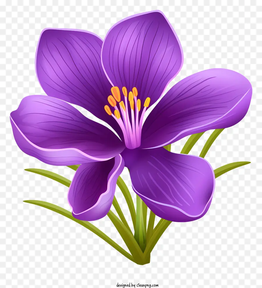 Flor Morada，Black Background PNG