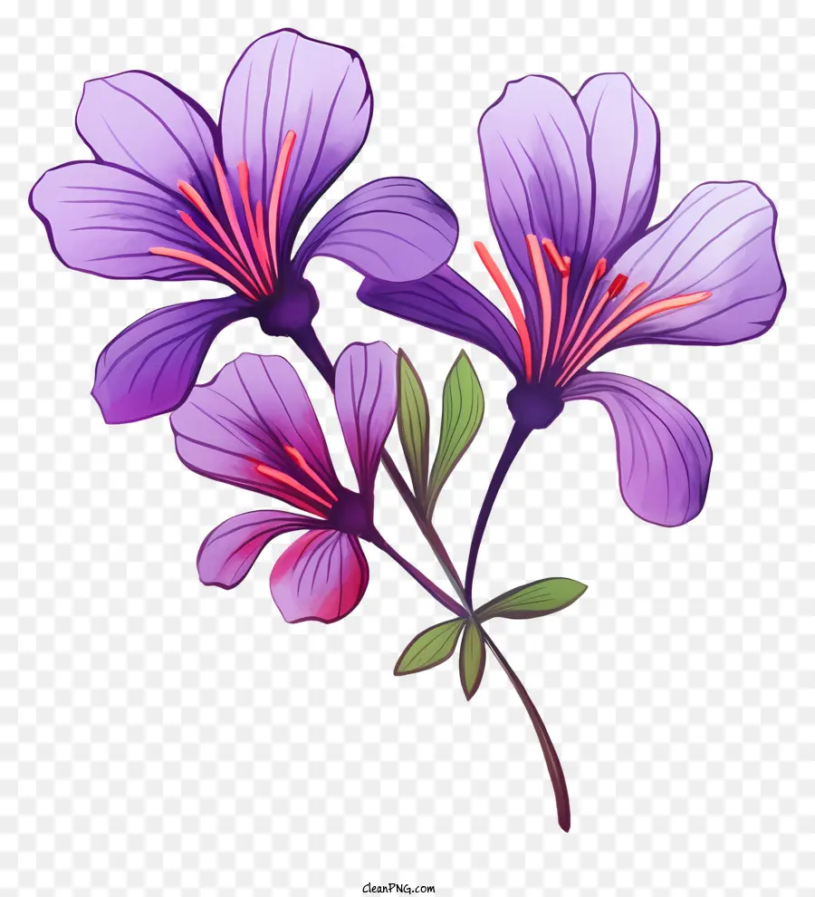 Flor，Flor Morada PNG