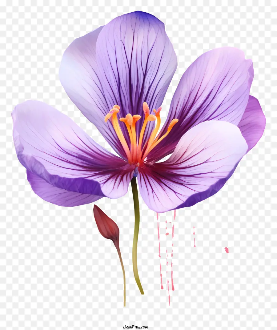 Flor Morada，Florecer PNG