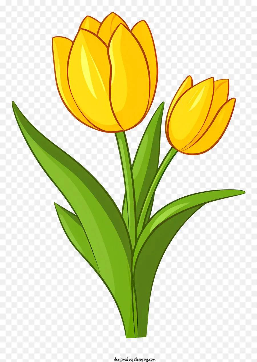 Tulip，Flor PNG