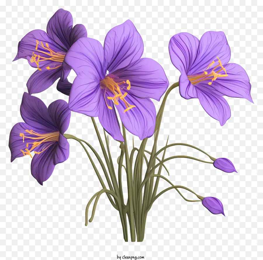 Flor Morada，Florecer PNG