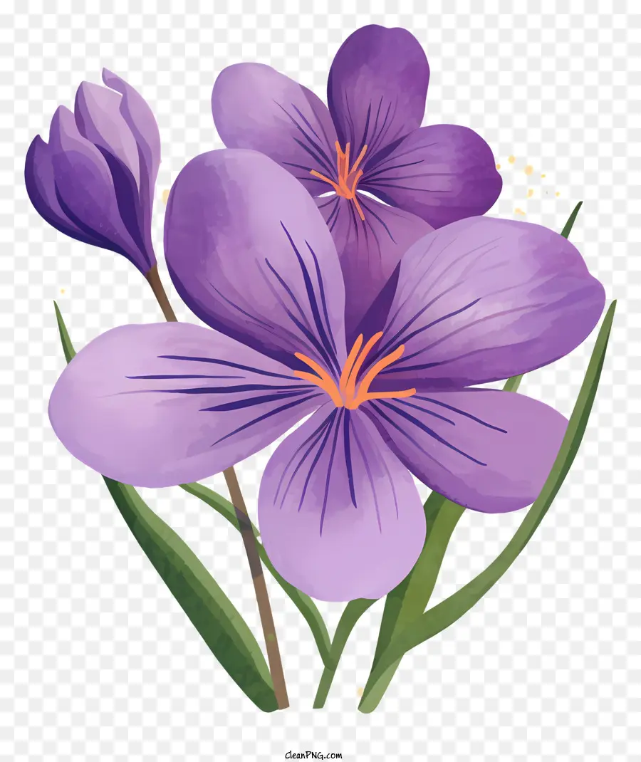 Flor De Azafrán Púrpura，Flor Morada PNG