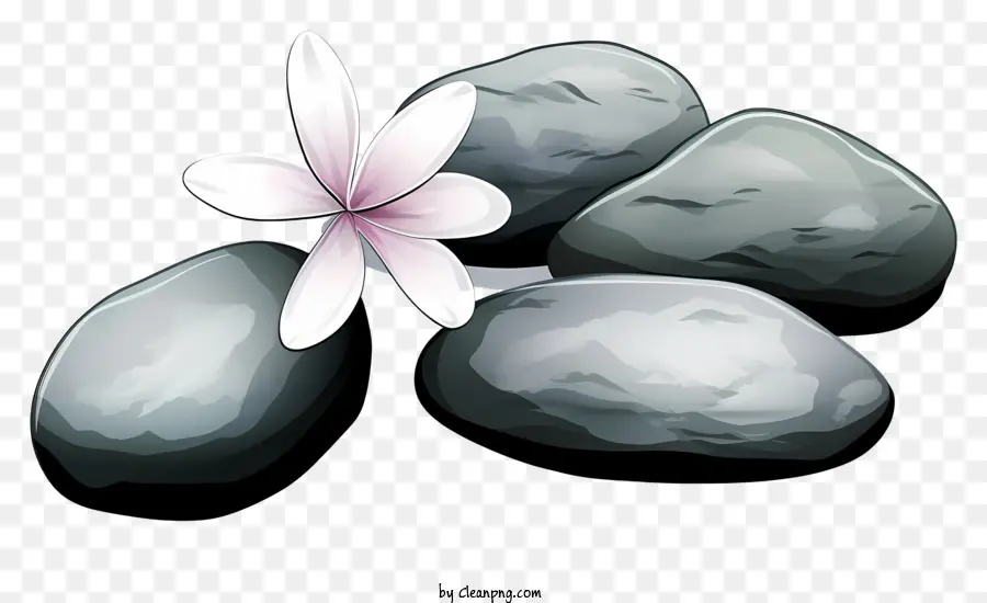 Flor Rosa，Las Rocas PNG