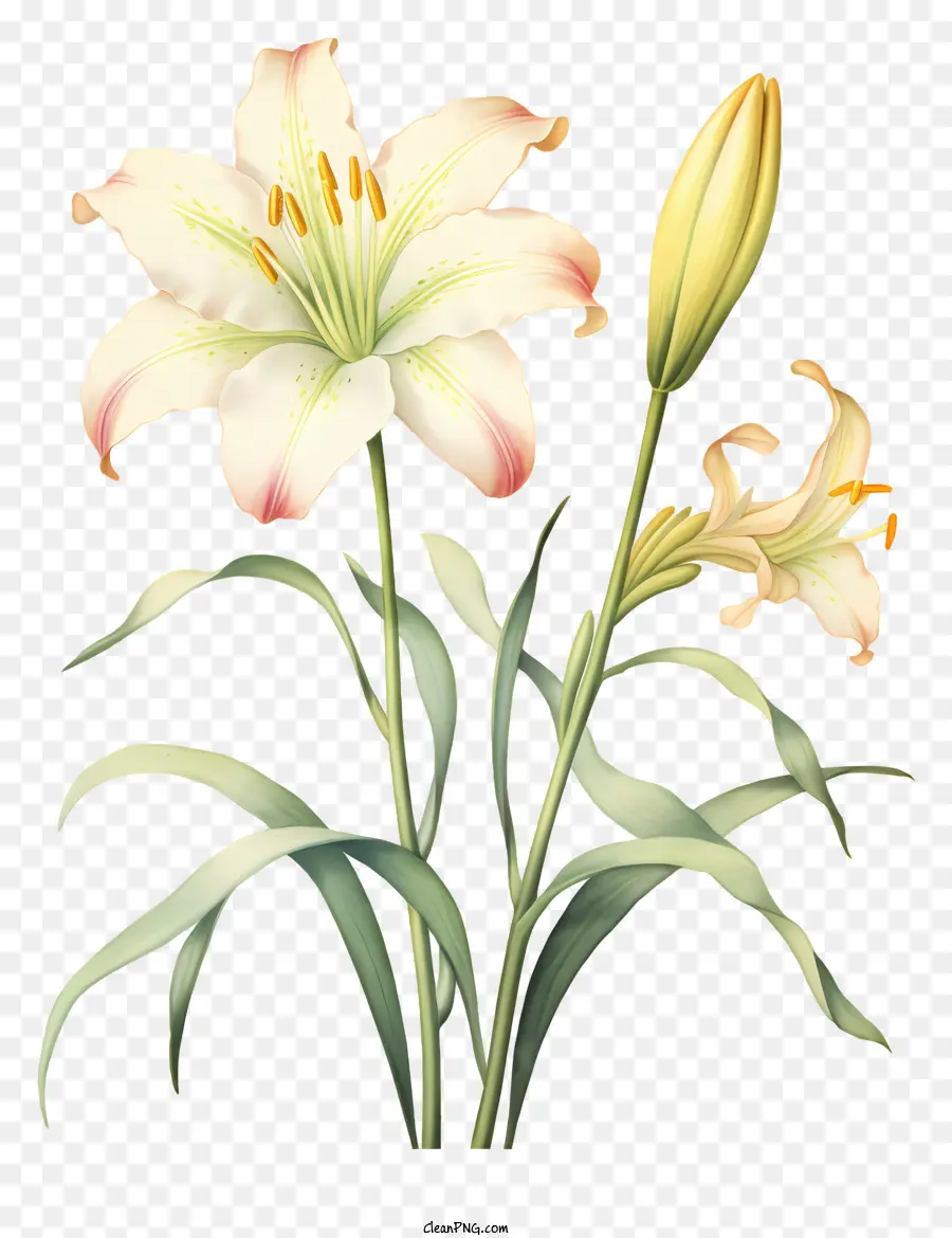 Lirio Blanco，Lirio Florecido PNG