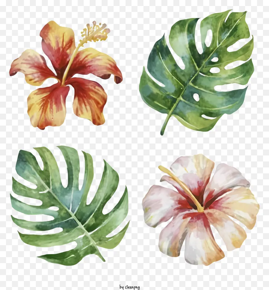 Flores Tropicales，Flor De Hibisco PNG