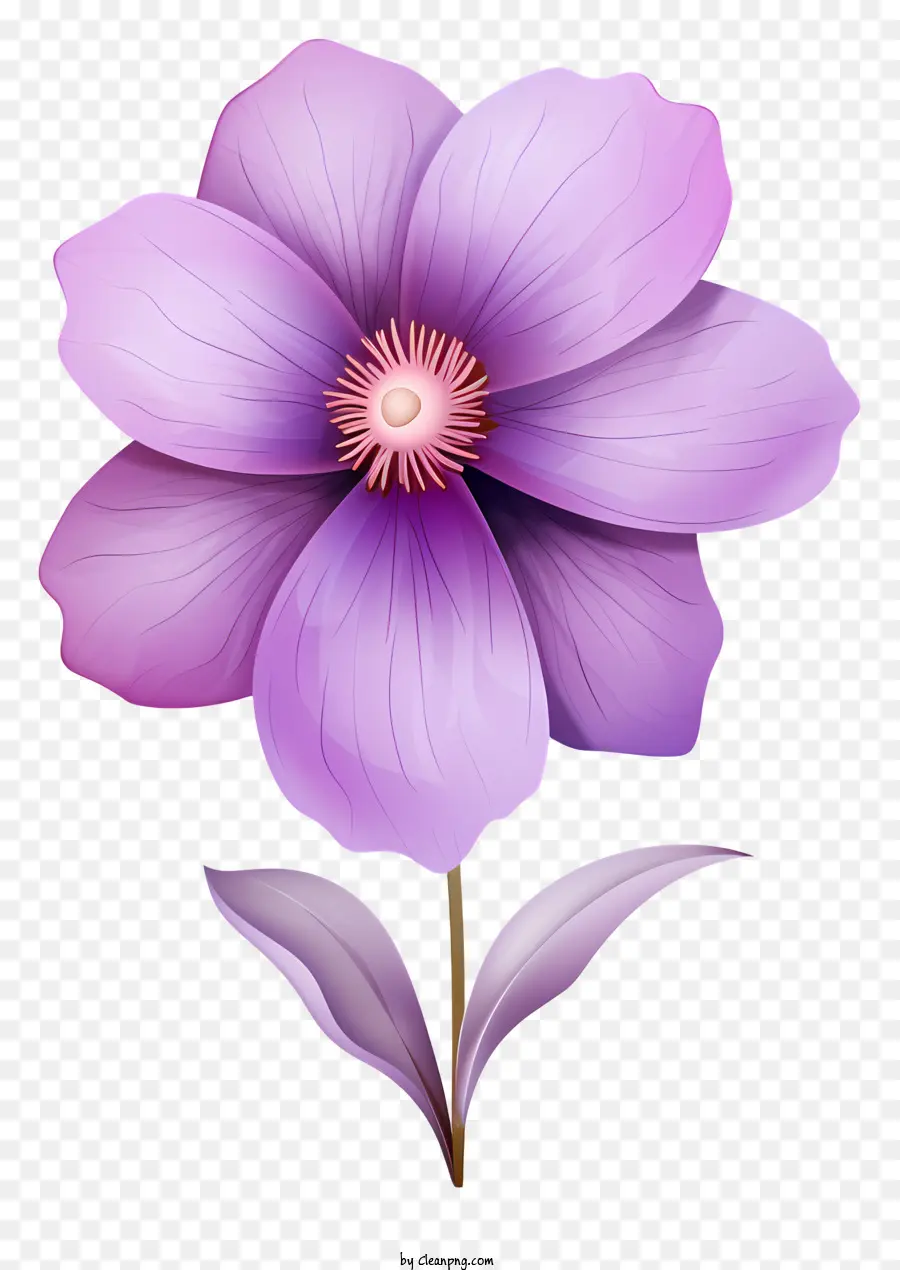 Flor Rosa，Black Background PNG