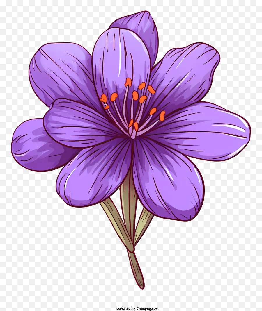 Azafrán Morado，Flor Morada PNG