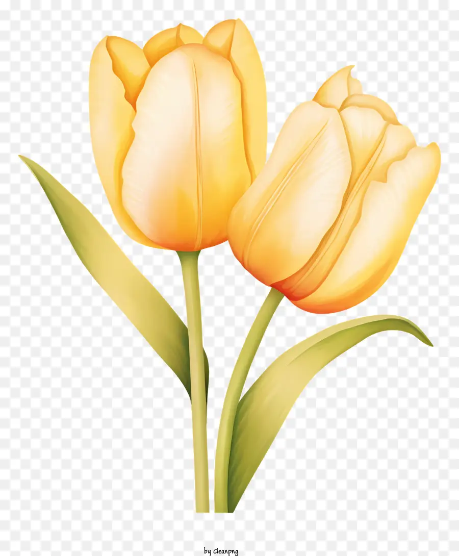 Los Tulipanes，Flores De Color Naranja PNG