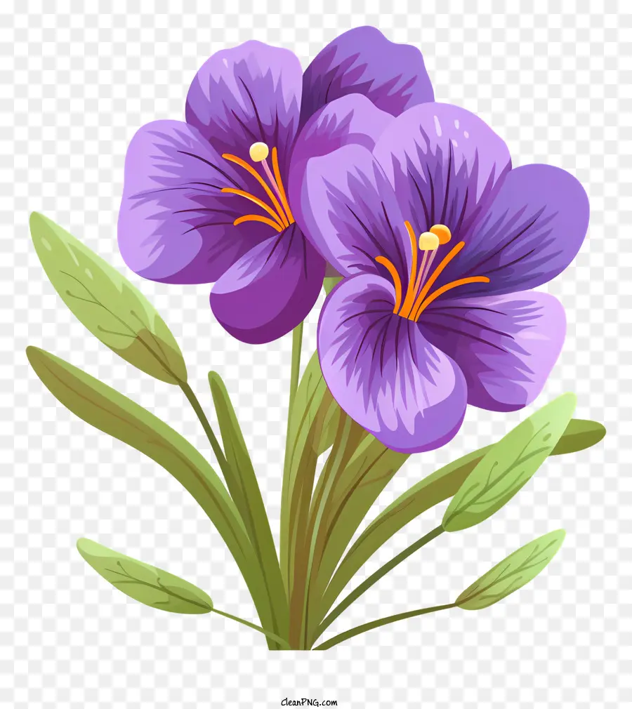 Azafranes Morados，Flor Morada PNG