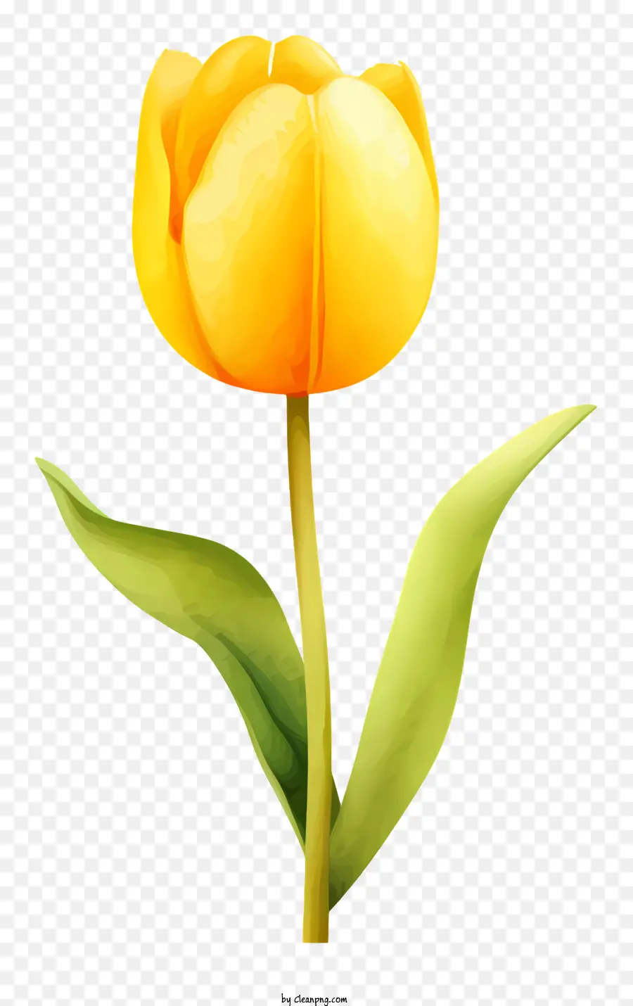 Tulipán，Tulipanes PNG